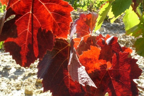 feuilles d'info