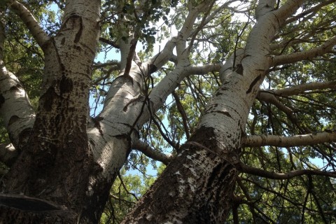 Arbres témoins