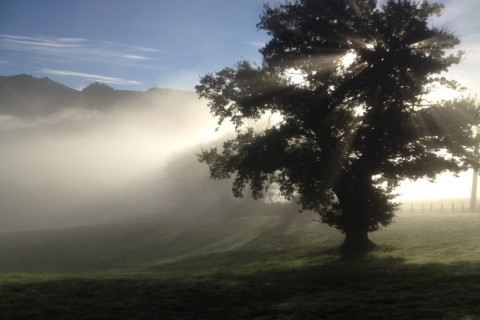 arbre solaire